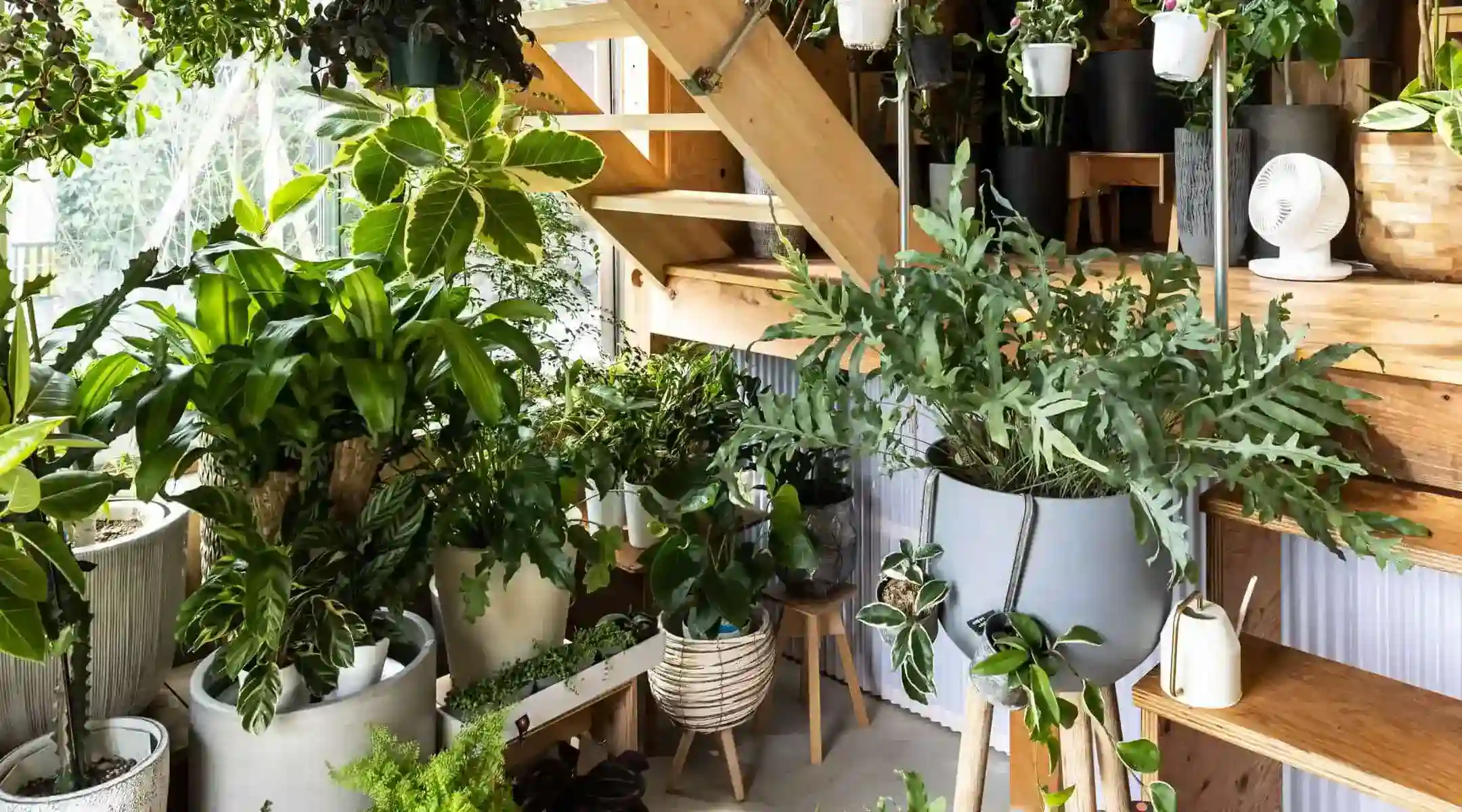 西濃フラワーの観葉植物